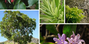 buh-rein-estate-indigenous-plants